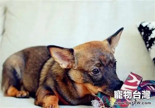 瑞典柯基犬的形態特徵(1圖)-寵物台灣