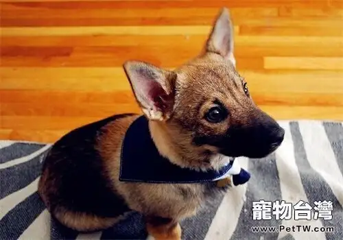 瑞典柯基犬的性格特點(1圖)-寵物台灣