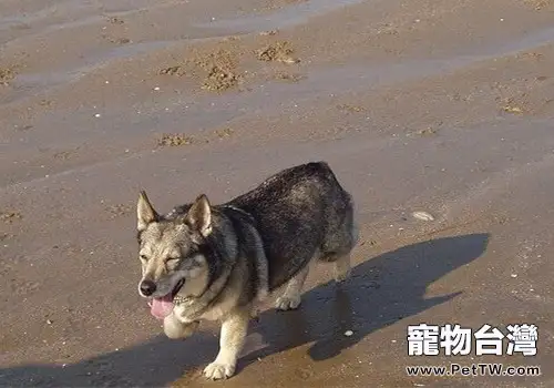 瑞典柯基犬的護理常識