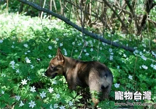 瑞典柯基犬的飼養要點(1圖)-寵物台灣