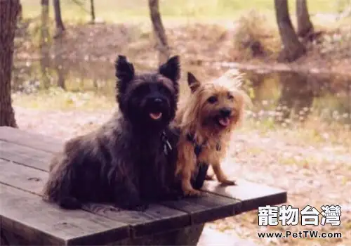 斯開島梗的性格特點