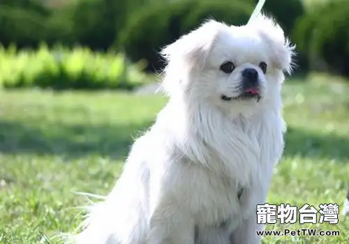西藏獵犬的品種簡介(1圖)-寵物台灣