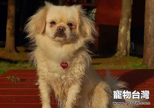 西藏獵犬的形態特徵
