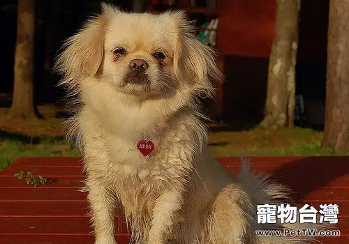 西藏獵犬的形態特徵(1圖)-寵物台灣