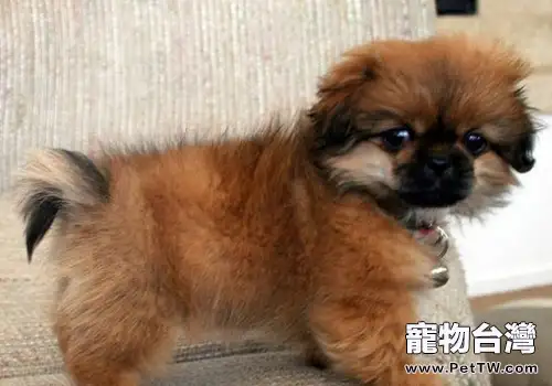 西藏獵犬的護理知識(1圖)-寵物台灣