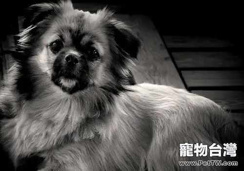 西藏獵犬的飼養要點(1圖)-寵物台灣