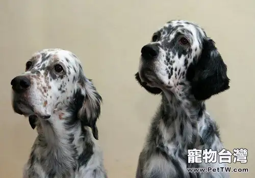 英國雪達犬的性格特點