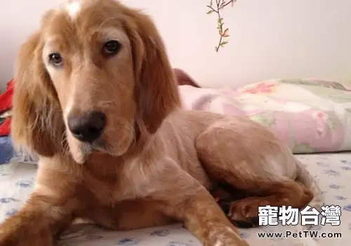 英國雪達犬的飼養要點(1圖)-寵物台灣
