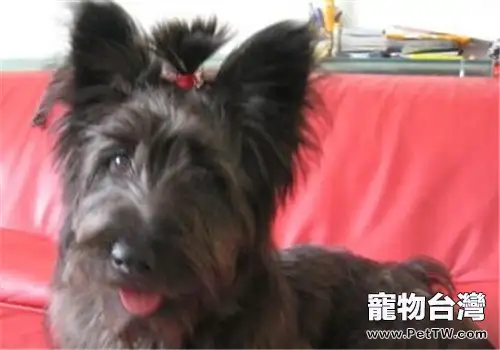 斯開島梗的護理常識(1圖)-寵物台灣