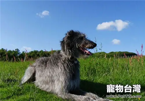 蘇格蘭獵鹿犬的形態特徵