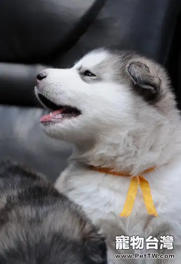 阿拉斯加雪橇犬幾個月可以斷奶