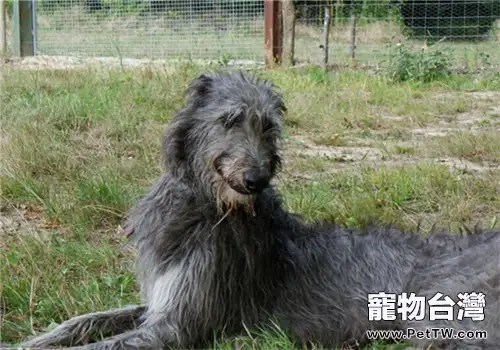 蘇格蘭獵鹿犬的護理常識（1圖）-寵物台灣