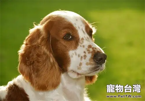 威爾斯史賓格犬的品種簡介