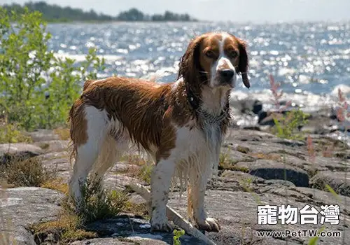 威爾斯史賓格犬的形態特徵