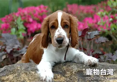 威爾斯史賓格犬的性格特點