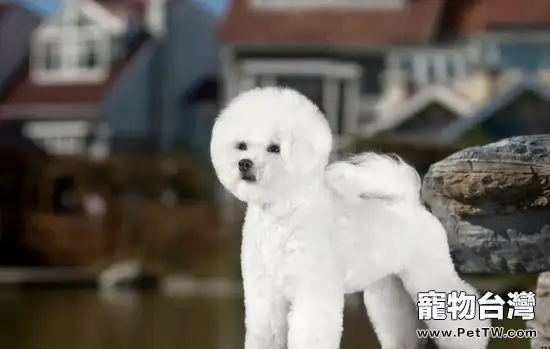 如何預防和治療比熊 犬(卷毛比雄犬)的寄生蟲(1圖)-寵物台灣