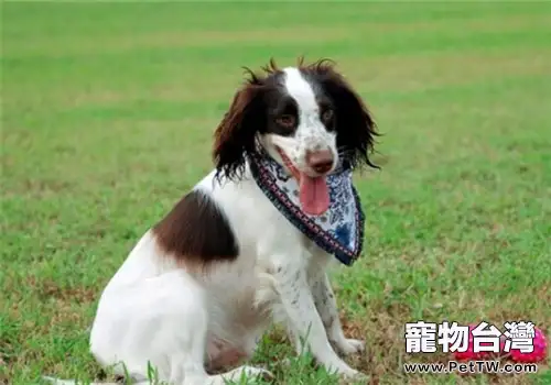 威爾斯史賓格犬的護理常識