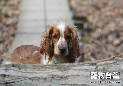 威爾斯史賓格犬的飼養要點