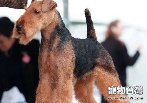 威爾斯梗的飼養要點