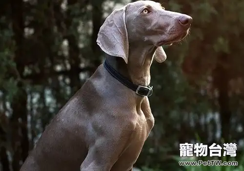 威瑪獵犬的品種簡介