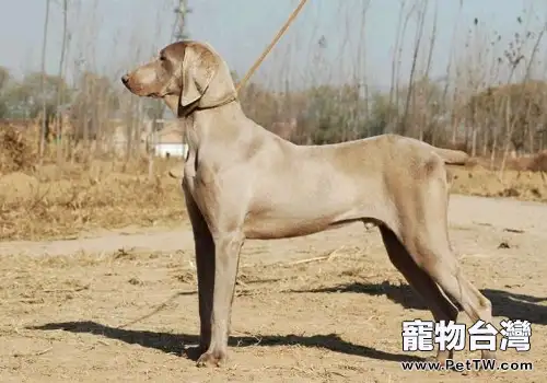 威瑪獵犬的護理知識(1圖)-寵物台灣