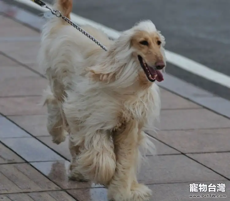 阿富汗獵狗(Afghan Hound)品種介紹(1圖)-寵物台灣