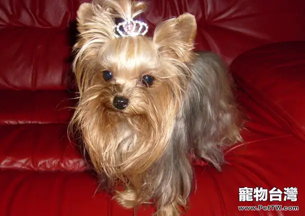 適合家養的小型犬(1圖)-寵物台灣