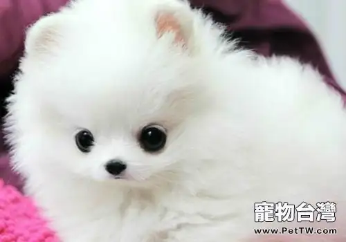 狗狗能吃玉米嗎（1圖）-寵物台灣