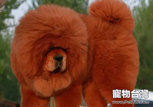 藏獒配種最佳時間（1圖）-寵物台灣