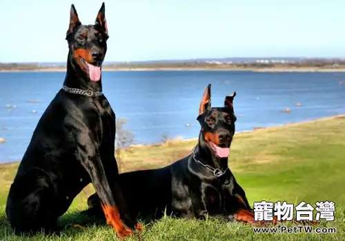 杜賓犬適合家養嗎