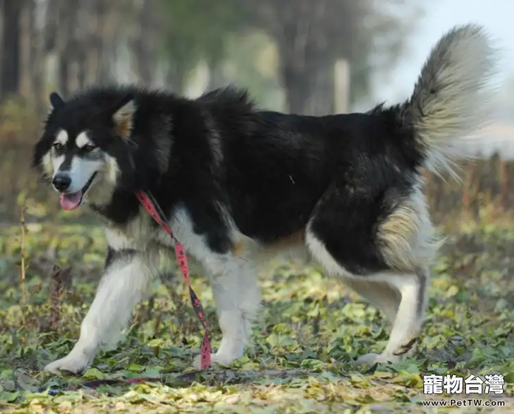 阿拉斯加雪橇犬吃什麼