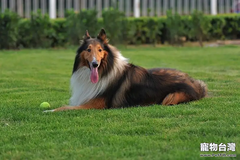 蘇格蘭牧羊犬好養嗎