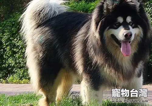 阿拉斯加雪橇犬的餵食方法