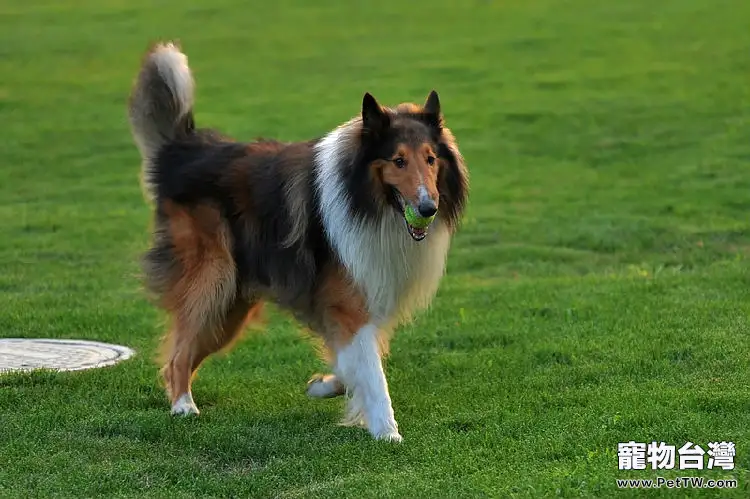 蘇格蘭牧羊犬的護理