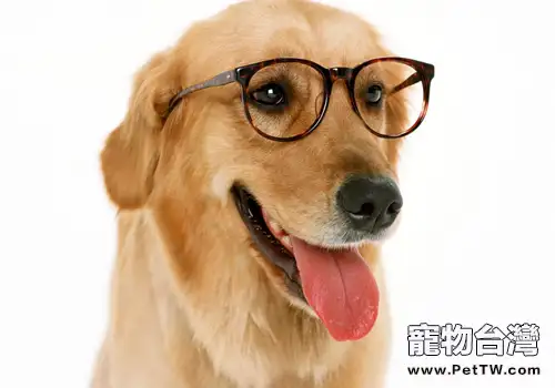 金毛與拉布拉多的區別