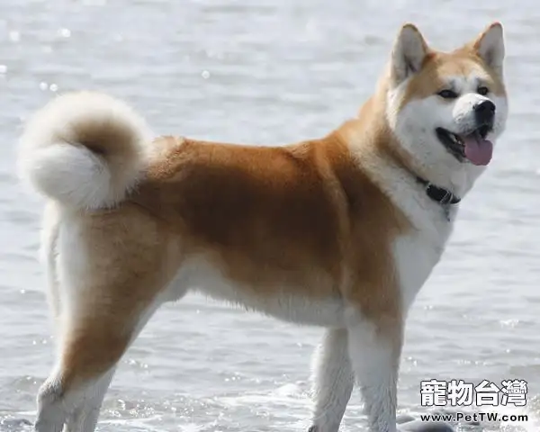 關於秋田犬名字的來源 