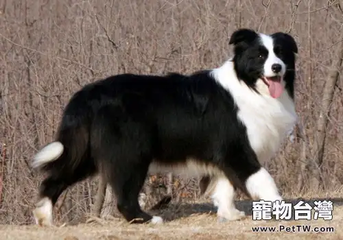 邊境牧羊犬適合家庭飼養嗎