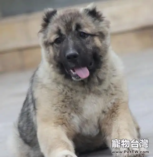 高加索犬缺鈣有何表現和危害(1圖)-寵物台灣