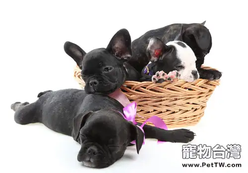 法國鬥牛犬的智商(1圖)-寵物台灣