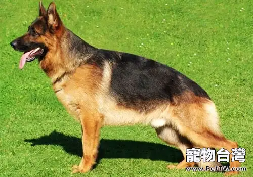 德國牧羊犬與狼狗的區別