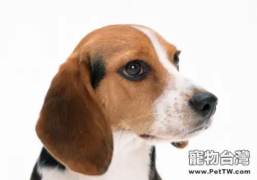 小獵犬好養嗎(1圖)-寵物台灣