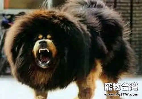 為什麼藏獒那麼凶(1圖)-寵物台灣