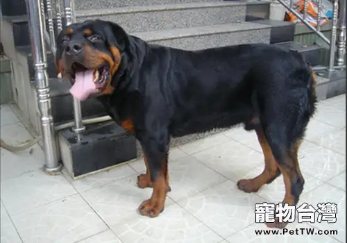 為什麼羅威那犬要斷尾(1圖)-寵物台灣