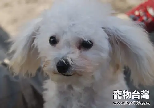 引起貴賓犬淚痕的原因
