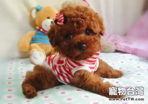 為什麼狗狗不能吃雞骨頭