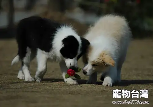 怎麼養好邊境牧羊犬