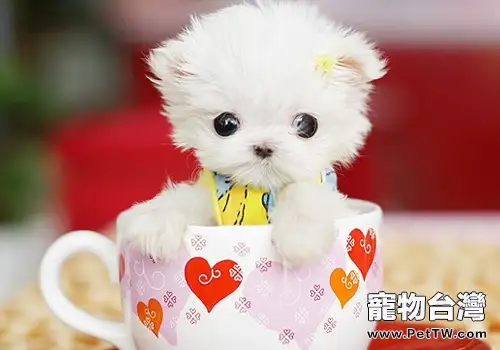 茶杯犬容易難產嗎