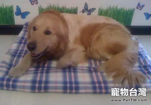 狗狗皮膚病會傳染給人嗎(1圖)-寵物台灣