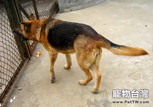 被狗咬就會得狂犬病嗎