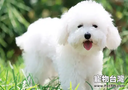 比熊如何飼養才能健康